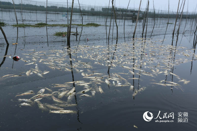 安徽五河县两大湖泊遭受污染 超万吨鱼虾蟹死亡