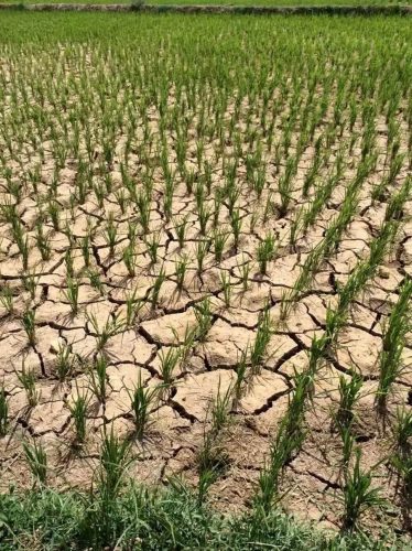 云南部分地区旱灾持续发展致经济损失15.9亿元