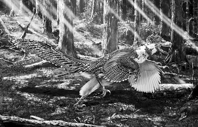 辽西发现大型长羽毛驰龙类恐龙 短翅膀或不会飞