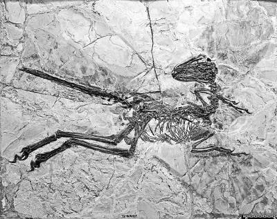 辽西发现大型长羽毛驰龙类恐龙 短翅膀或不会飞