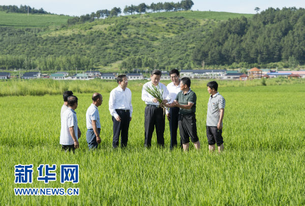 这是7月16日，习近平在延边州和龙市东城镇光东村视察水稻长势。新华社记者 谢环驰 摄