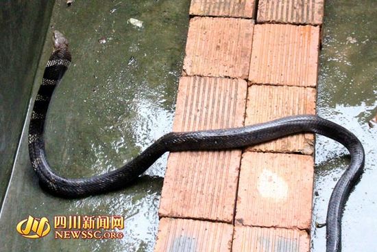 2米长眼镜王蛇闯入居民家中屋主惊恐报警（图）