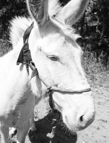 黑驴爹妈生出一头白驴买家欲出百万主人舍不得卖