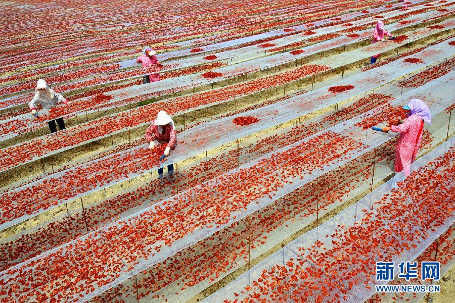 #（农业）（1）新疆兵团：提高番茄附加值 迎来出口开门红