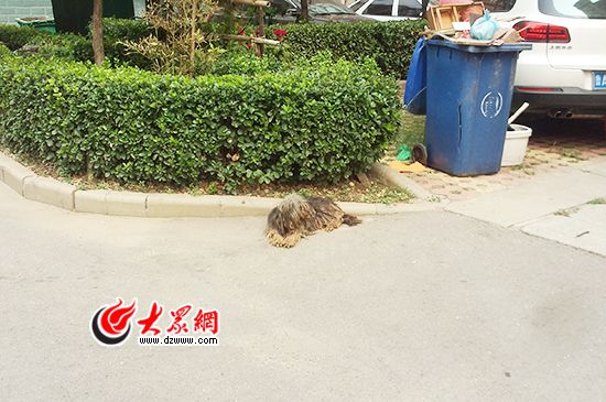 济南一处小区贴出杀狗令：有证无证都砸死