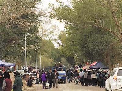 在诺木洪,黑枸杞产业吸引了大批外地“淘金者”。A16—A17版摄影/新京报记者 安钟汝