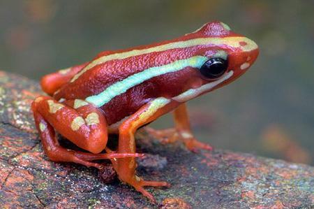 北京口岸查获活体箭毒蛙 系世界最毒物种之一