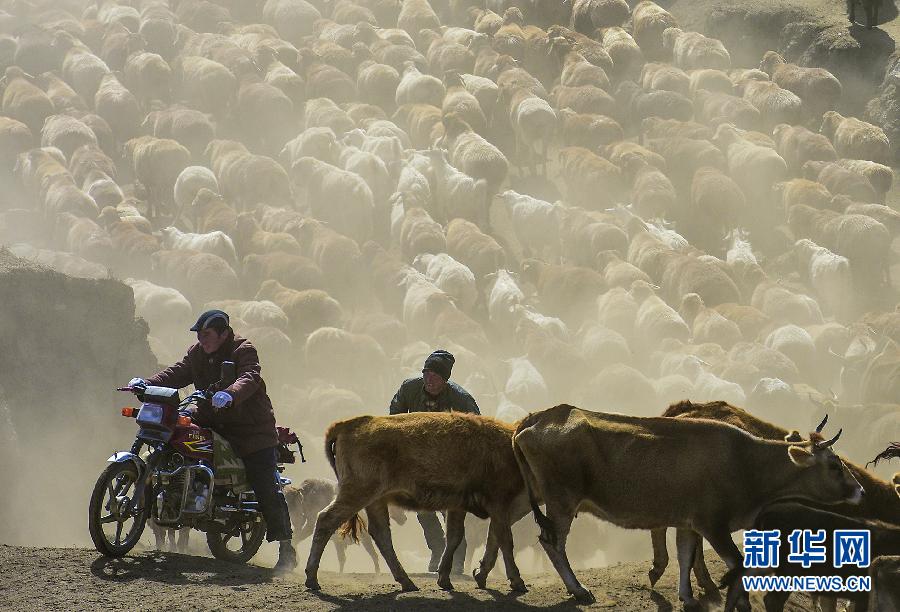 （新疆60年&middot;美丽中国）（1）牧民转场忙