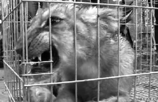 安徽再现狮子出逃:上次在高速 这次进村了(图)