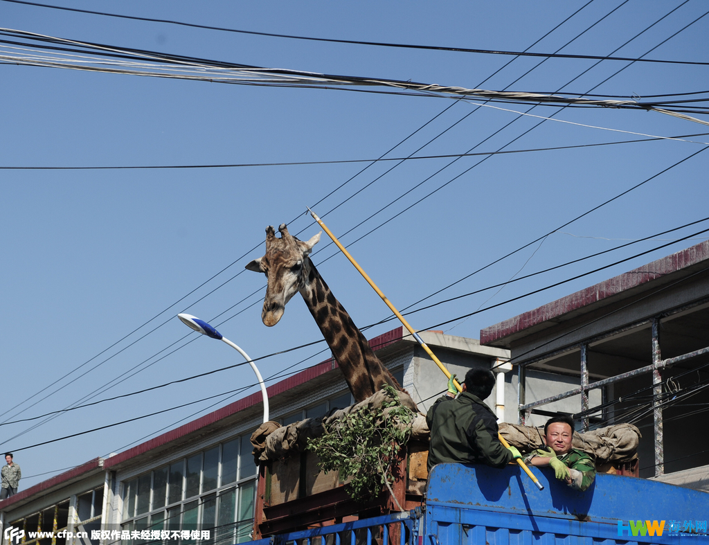 长颈鹿搬家：个子太高一路人工挑电线
