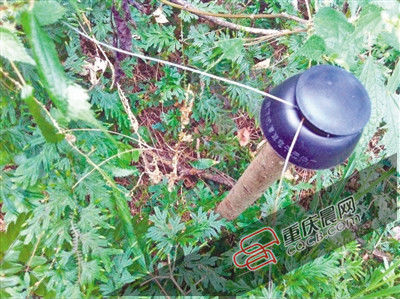 电野猪的电网系脉冲逆变后所造，电压高达45万伏，可以使400多斤重的野猪一碰就毙命。