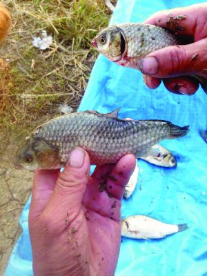 这条鱼鱼鳃肿大,鱼骨变形