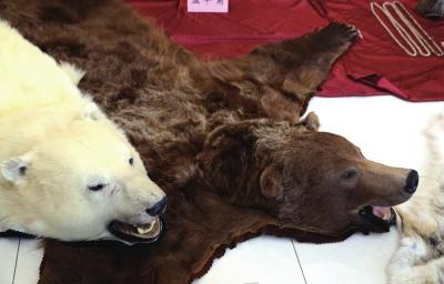 北京破获最大贩卖象牙案 涉案价值2439万元(图)