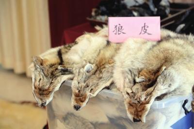 北京破获最大贩卖象牙案 涉案价值2439万元(图)