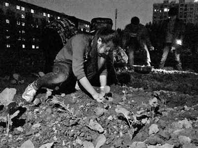 川大锦城学院开设种田课安排20亩土地供学生耕种