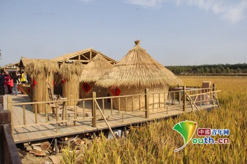 稻香小镇金黄色的水稻。