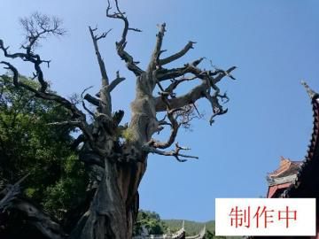 &ldquo;九龙汉柏&rdquo;的枝叶已经枯黄。