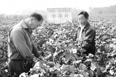 中棉所两新品种棉花试验示范成功