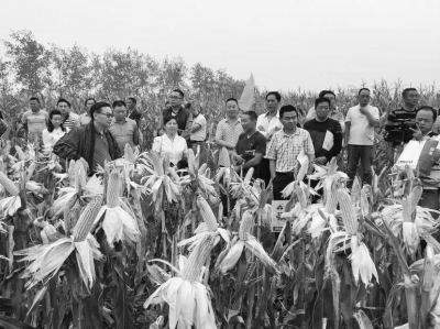 湖北种子集团汉单777近日测产