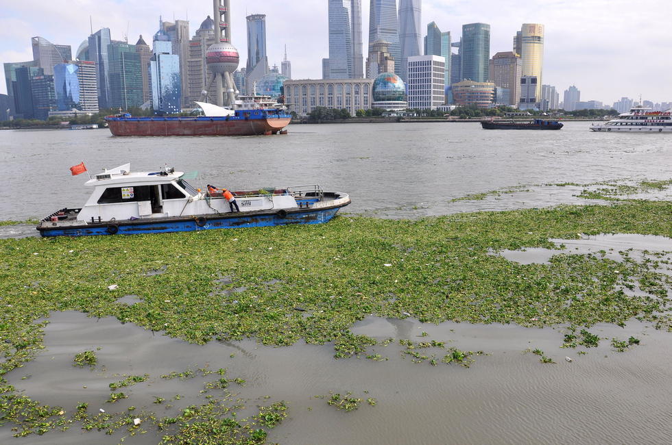 水葫蘆入侵黃浦江 上海外灘江面鋪上&ldquo;綠毯&rdquo;