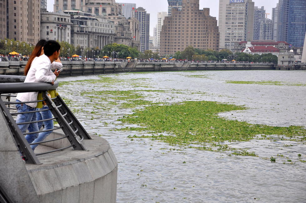水葫蘆入侵黃浦江 上海外灘江面鋪上&ldquo;綠毯&rdquo;