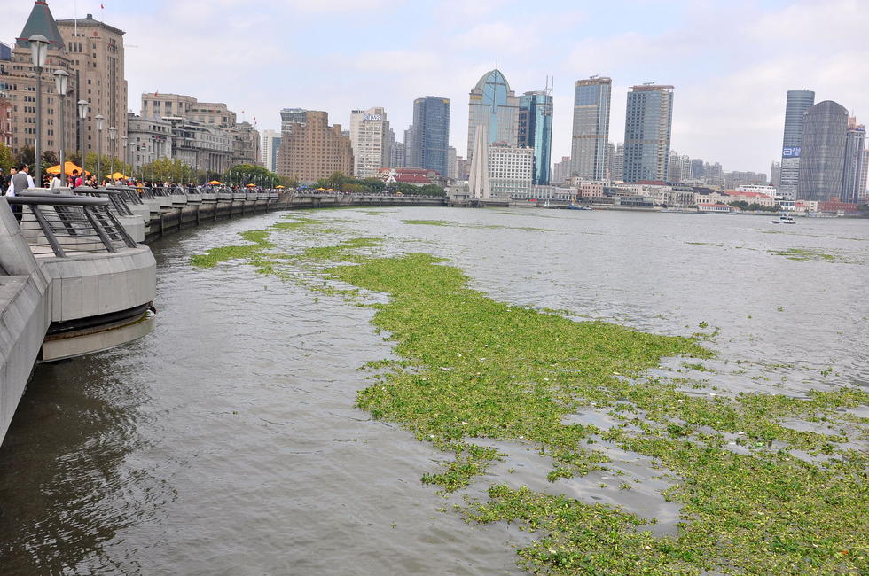 水葫蘆入侵黃浦江 上海外灘江面鋪上&ldquo;綠毯&rdquo;