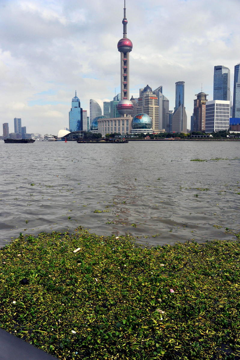 水葫蘆入侵黃浦江 上海外灘江面鋪上&ldquo;綠毯&rdquo;