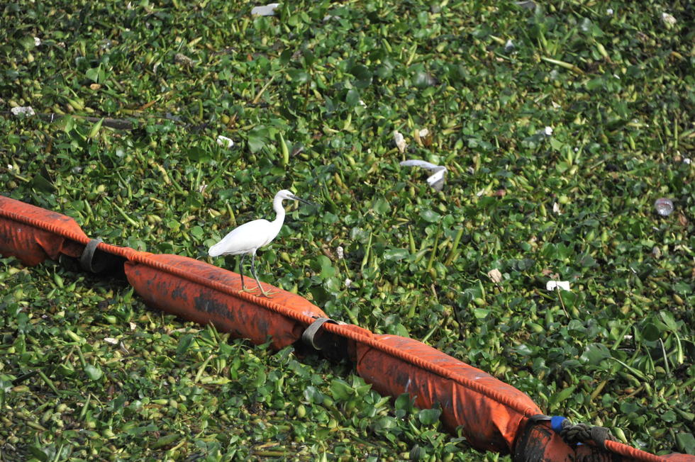 水葫蘆入侵黃浦江 上海外灘江面鋪上&ldquo;綠毯&rdquo;