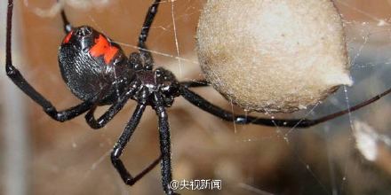   &ldquo;黑寡妇&rdquo;蜘蛛。资料图