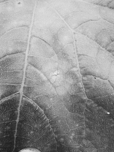 从叶片上如何区别黄瓜蔓枯病、灰霉病