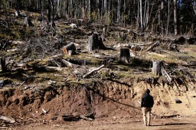 丽江玉龙森林遭零星盗伐 工人拍摄砍树过程被打