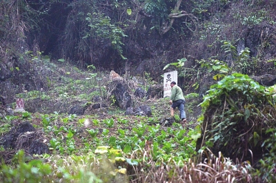 村民在“雷区危险”的石碑下种菜。
