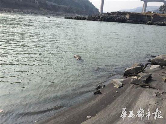 小伙跳江自杀 父母给不起捞尸钱遗体泡江中