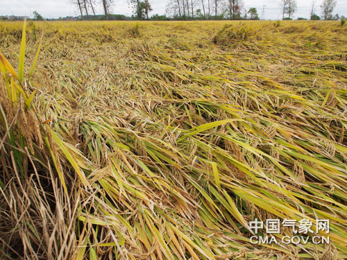 合访谈】农气专家详解南方秋冬阴雨寡照天气及