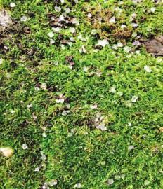 武侯祠下起小冰粒。网友手接小冰粒。