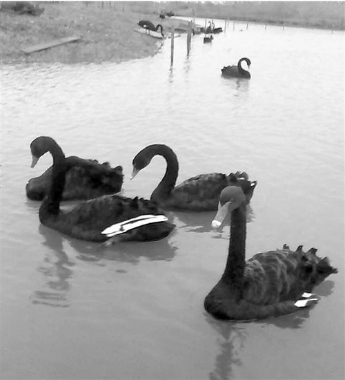 贪吃大叔公园偷天鹅下酒公天鹅悲伤寻&ldquo;妻&rdquo;（图）