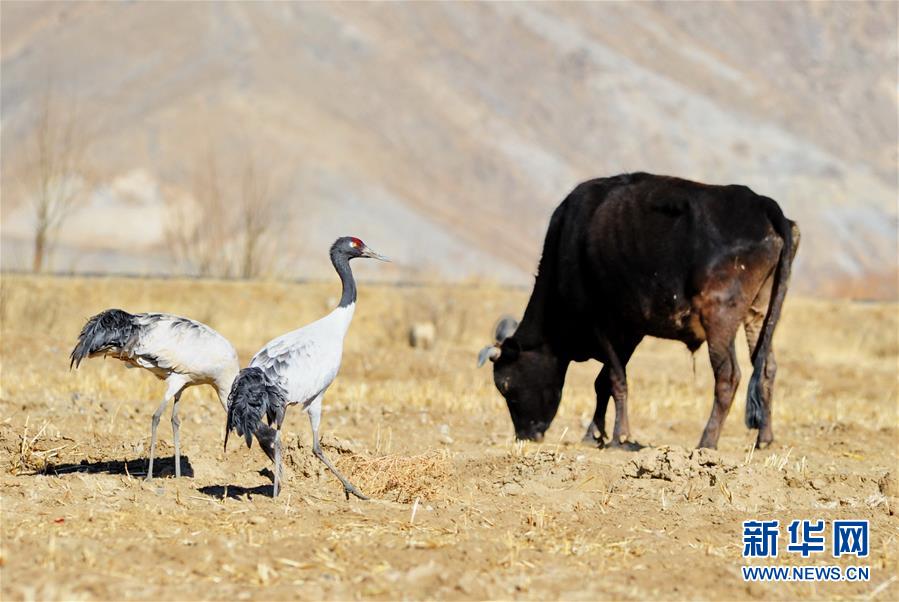 （新华全媒头条&middot;聚焦&ldquo;十三五&rdquo;新华社记者基层行&middot;图文互动）（5）鹤的&ldquo;黑白迁徙&rdquo; 