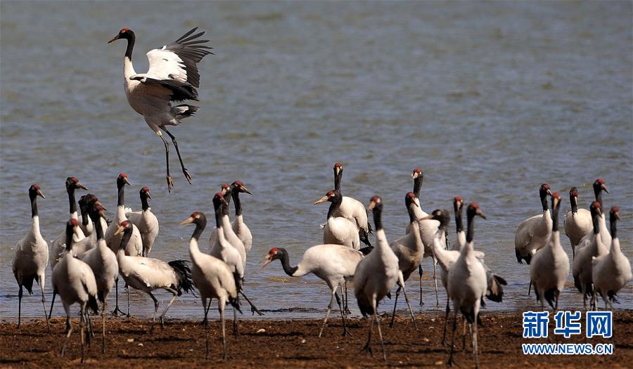 （新华全媒头条&middot;聚焦&ldquo;十三五&rdquo;新华社记者基层行&middot;图文互动）（3）鹤的&ldquo;黑白迁徙&rdquo; 