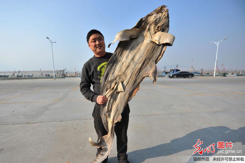 青岛渔民忙制腌鱼 200斤“鱼干王”亮相