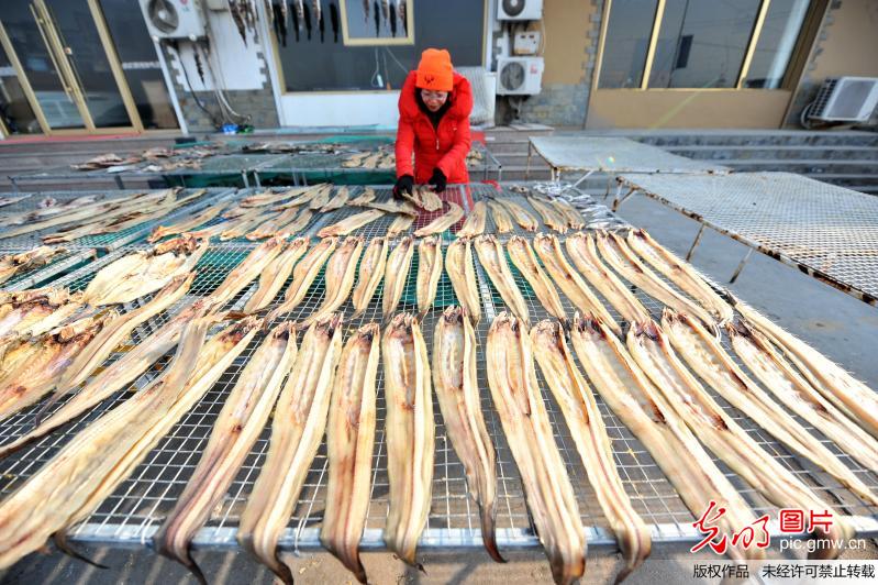 青岛渔民忙制腌鱼 200斤“鱼干王”亮相