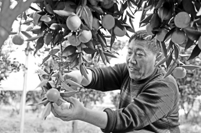 夷陵区迟熟柑橘品种受青睐