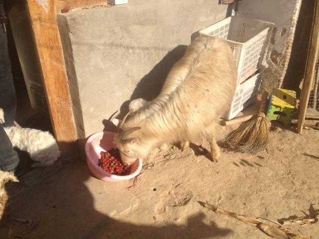 别让枣农丰收还流泪,政务公号联手解枣愁