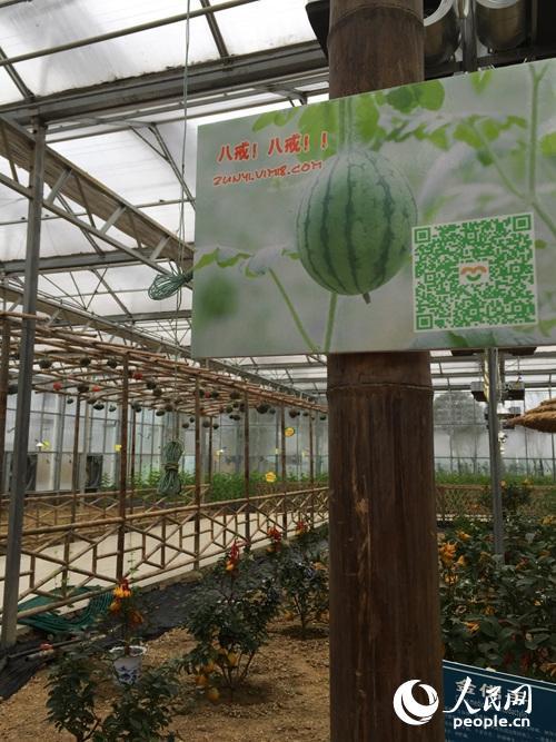 扶贫看贵州:一个大棚为何让总书记停留20多分