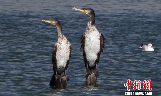 消失30余年野生鸬鹚再现滇池生态环境持续改善