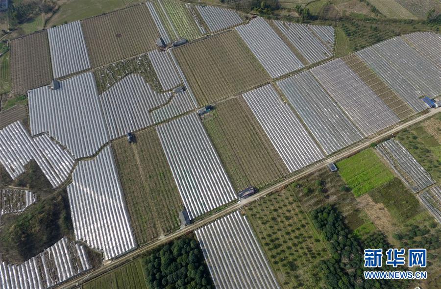 （聚焦十三五）（2）廣西興安：大棚農業護寒冬