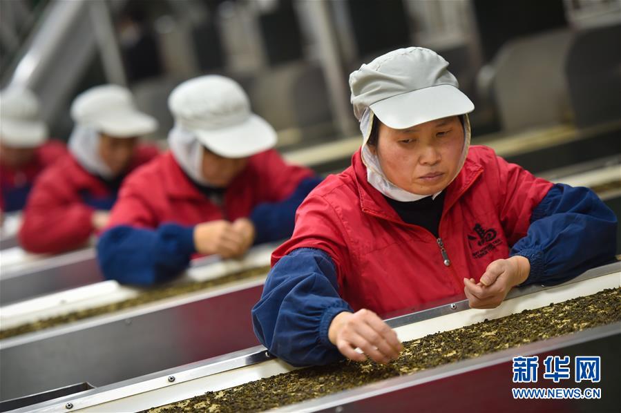 （聚焦十三五）（1）多項措施保安全 烏龍茶香飄四海