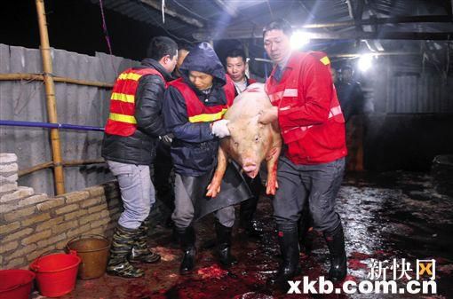 私宰窝点现场凌乱,执法人员查获生猪。