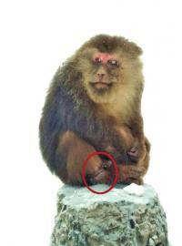 《受伤峨眉猴&ldquo;舆论拉锯战&rdquo;》追踪