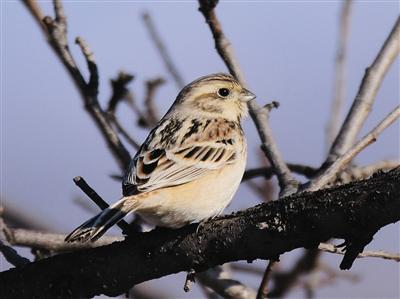 70年未见！栗斑腹鹀再现北京 全球仅存不足千只