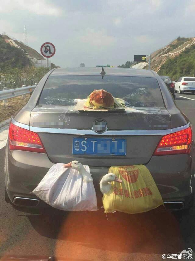 两鸭一鸡成了网红 因为它们这样乘车上高速(图)